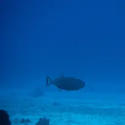 Sargassum Triggerfish, photo 7