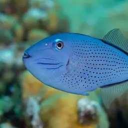 Sargassum Triggerfish, photo 8