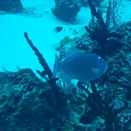 Sargassum Triggerfish, photo 9