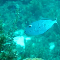 Sargassum Triggerfish, photo 10