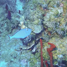 Sargassum Triggerfish, photo 11