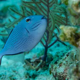 Sargassum Triggerfish, photo 12