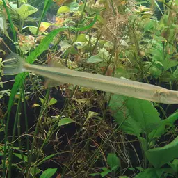 Asian Needlefish