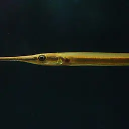 Asian Needlefish, photo 3