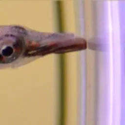 Asian Needlefish, photo 5