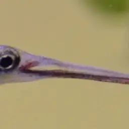 Asian Needlefish, photo 6