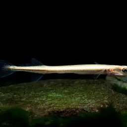Asian Needlefish, photo 9
