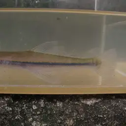 Asian Needlefish, photo 10