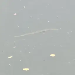 Asian Needlefish, photo 11