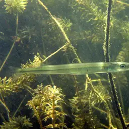 Indochinese Needlefish, photo 1