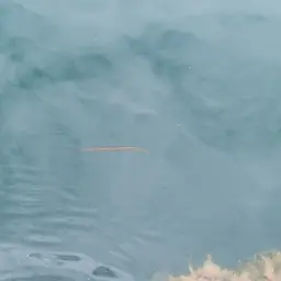 Indochinese Needlefish, photo 2