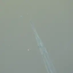 Indochinese Needlefish, photo 8