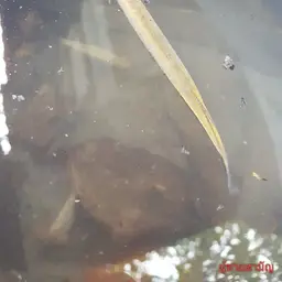Indochinese Needlefish, photo 9