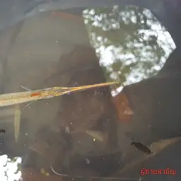Indochinese Needlefish, photo 10