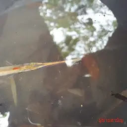 Indochinese Needlefish, photo 12