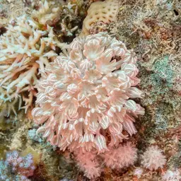 Pulse Coral, photo 1