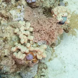 Pulse Coral, photo 2