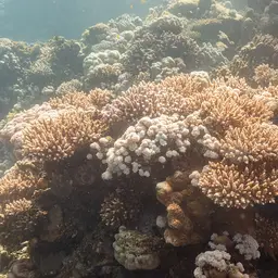 Pulse Coral, photo 3