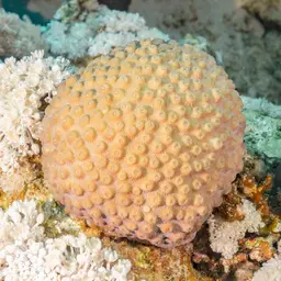 Pulse Coral, photo 4
