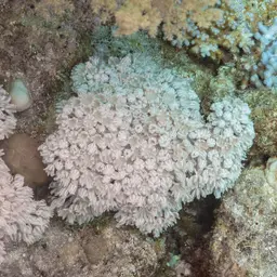 Pulse Coral, photo 5