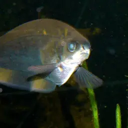 African Knife-fish