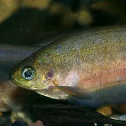 African Knife-fish, photo 2
