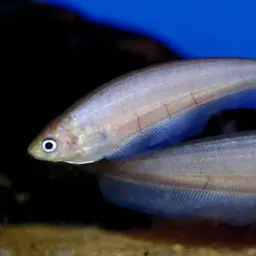 African Knife-fish, photo 3
