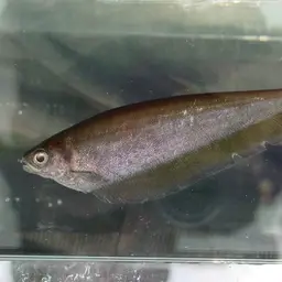 African Knife-fish, photo 5