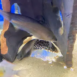 African Knife-fish, photo 6