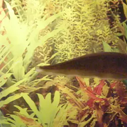 African Knife-fish, photo 7