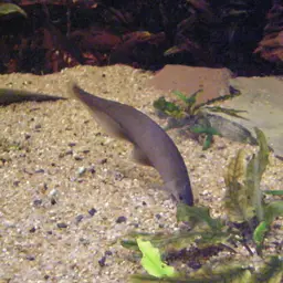 African Knife-fish, photo 8