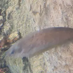 African Knife-fish, photo 9