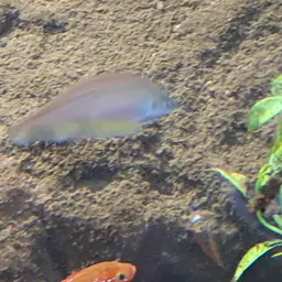 African Knife-fish, photo 10