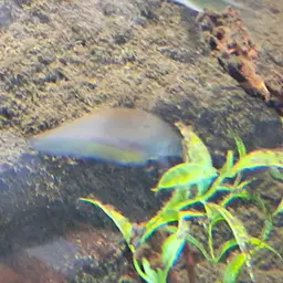 African Knife-fish, photo 11