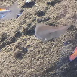 African Knife-fish, photo 12