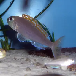 Yellow Sand Cichlid, photo 1