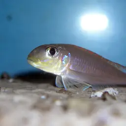 Yellow Sand Cichlid, photo 2