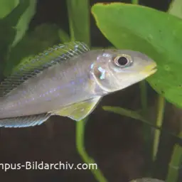 Yellow Sand Cichlid, photo 3