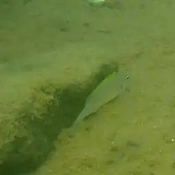 Yellow Sand Cichlid, photo 5