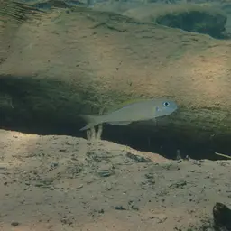 Yellow Sand Cichlid, photo 6