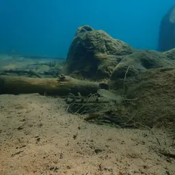 Yellow Sand Cichlid, photo 7