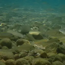 Yellow Sand Cichlid, photo 8