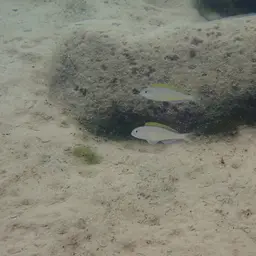 Yellow Sand Cichlid, photo 9