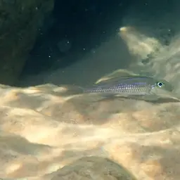 Leptura Cichlid, photo 3