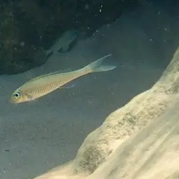 Leptura Cichlid