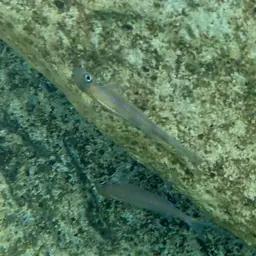 Leptura Cichlid, photo 4