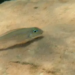 Leptura Cichlid, photo 5