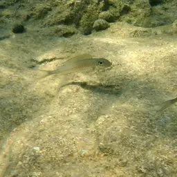 Leptura Cichlid, photo 7
