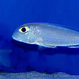 Bigeye Xenotilapia