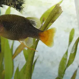 Redtail Splitfin, photo 1